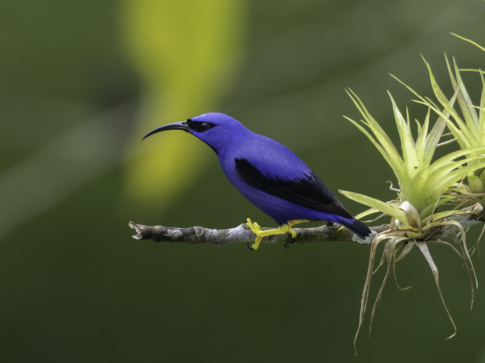 image Purple Honeycreeper